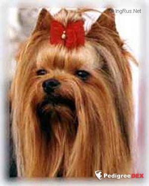 DE MAJODIAN ECSTASY — Labaza DogPedigree YorkshireTerrier